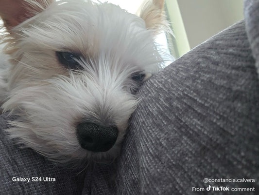 You’re Not Alone: Healing Stories & Honest Talk from Our Pet Loss Community